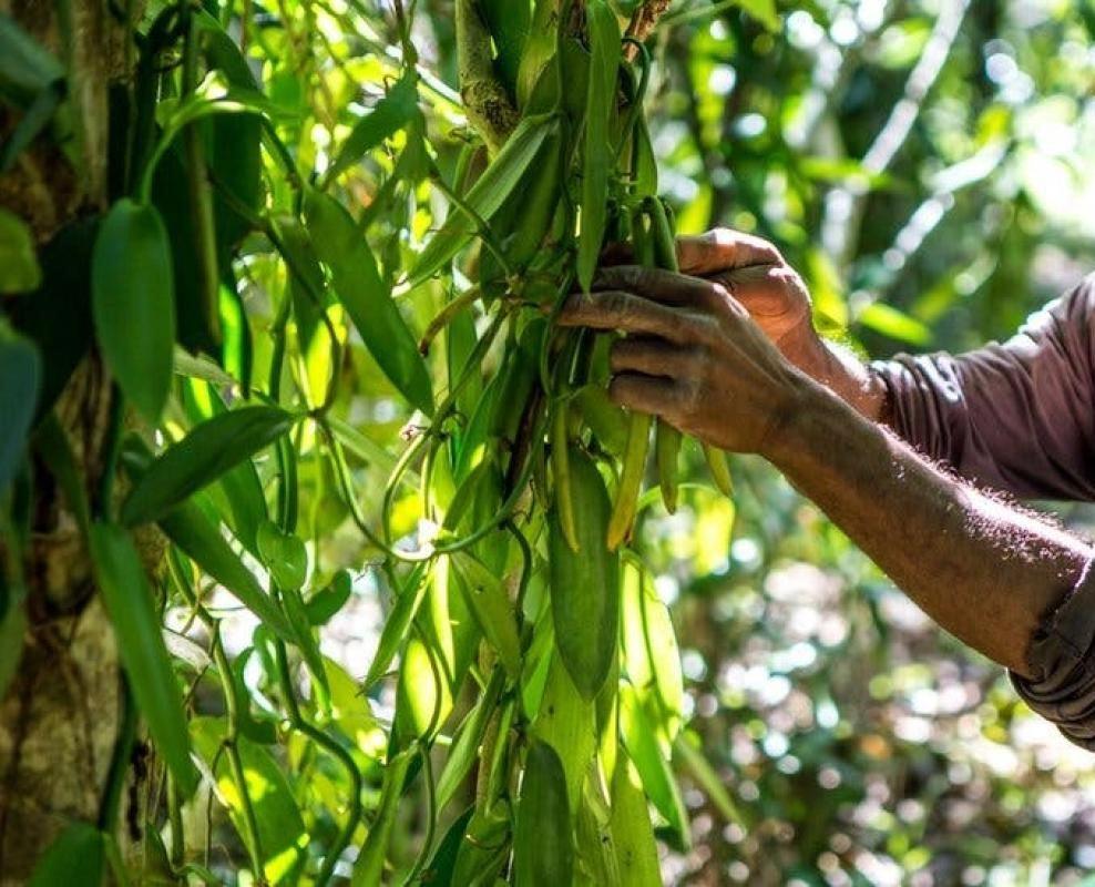 Recolecta Vainilla Rama