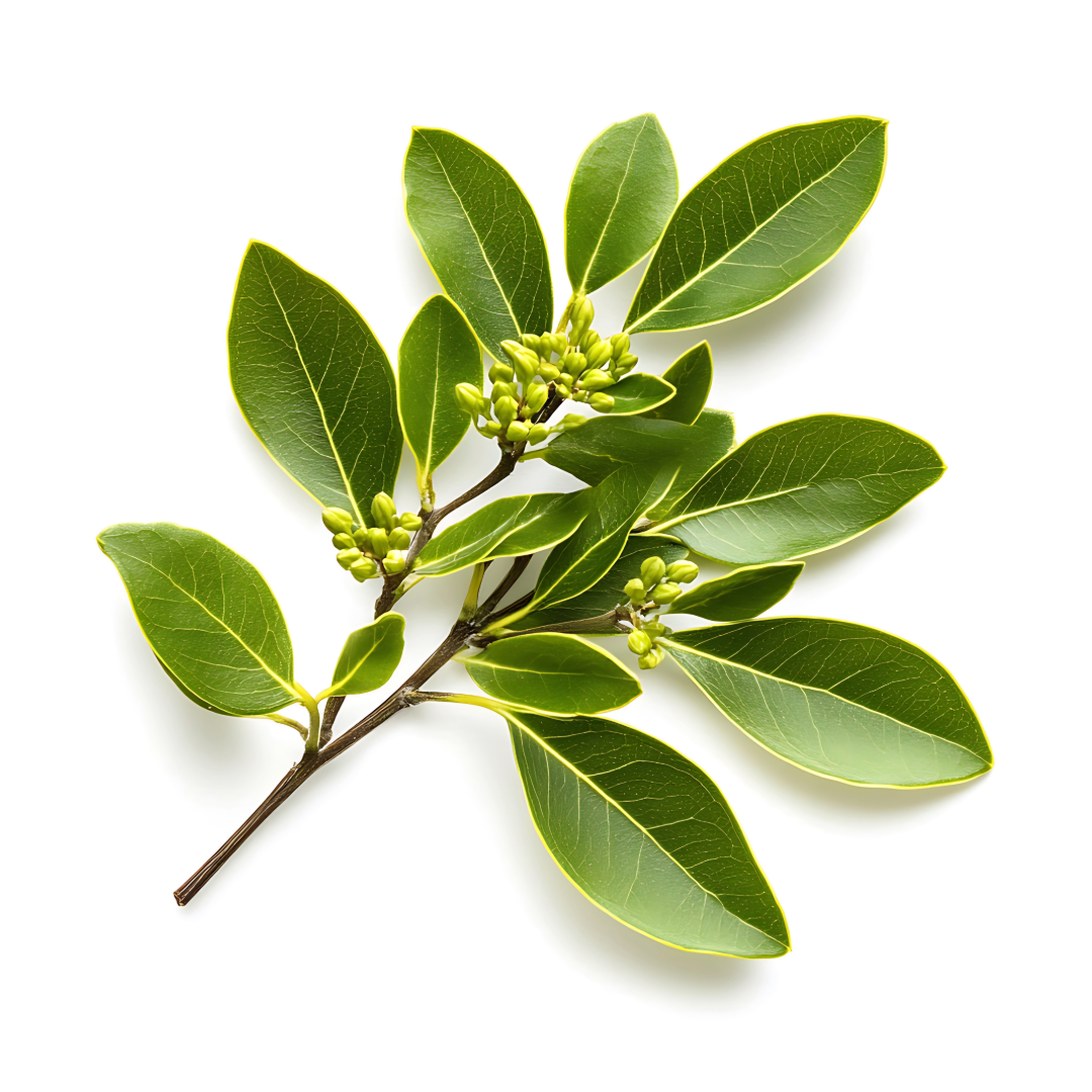 laurel hoja