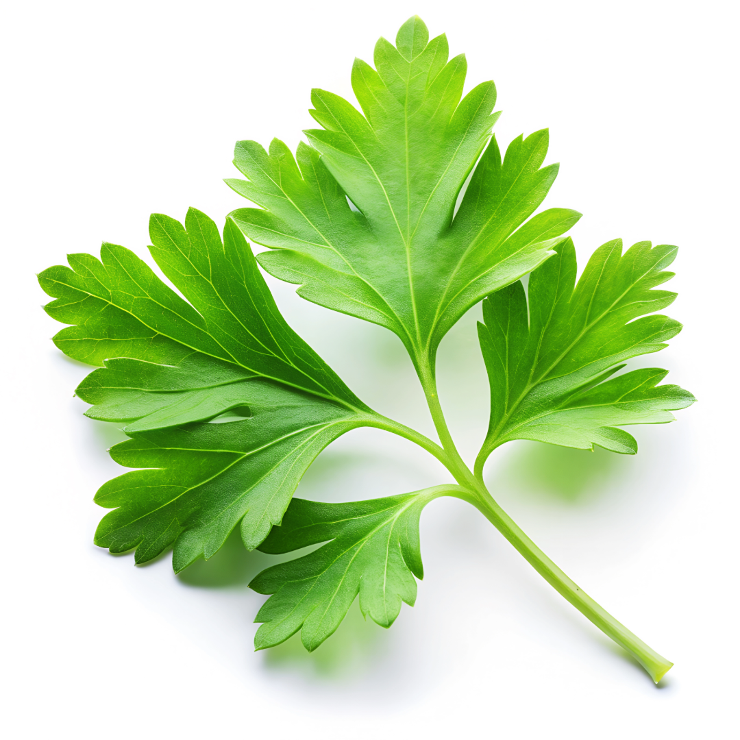 perejil hoja