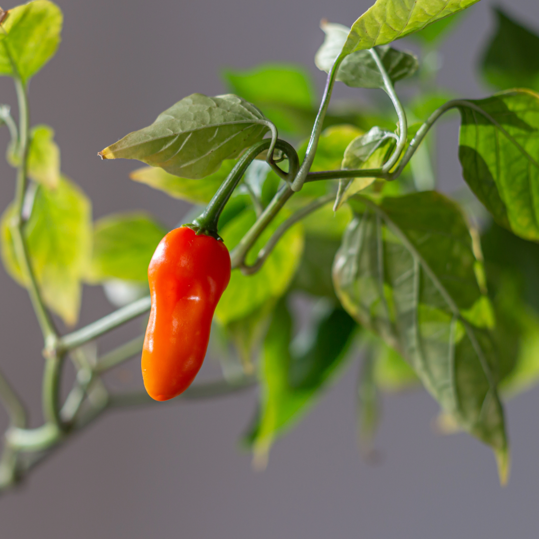 aJI 